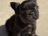 Chiots Bouledogue Français fluffy disponibles