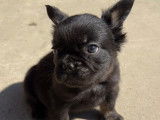 Chiots Bouledogue Français fluffy disponibles