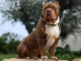 Mâle American Bully disponible pour saillie