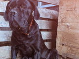 Chiots de race Cane Corso à vendre (4 femelles & 4 mâles)