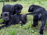 Chiots de race Cane Corso à vendre (4 femelles & 4 mâles)
