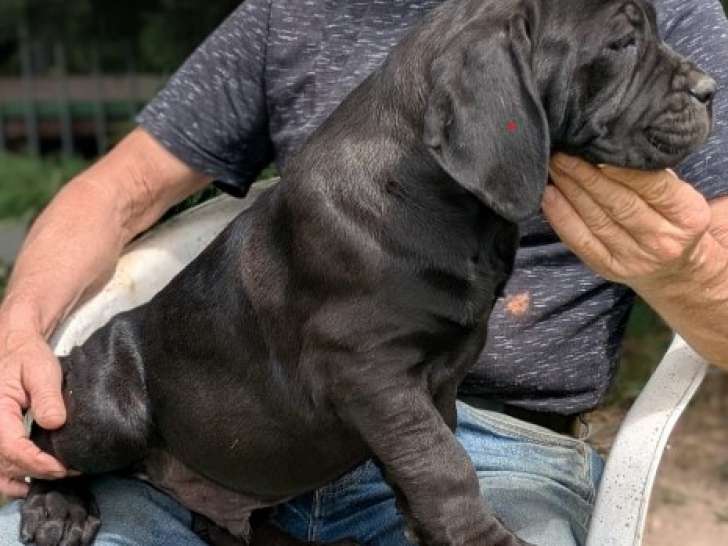 Chiots de race Cane Corso à vendre (2 femelles & 5 mâles)