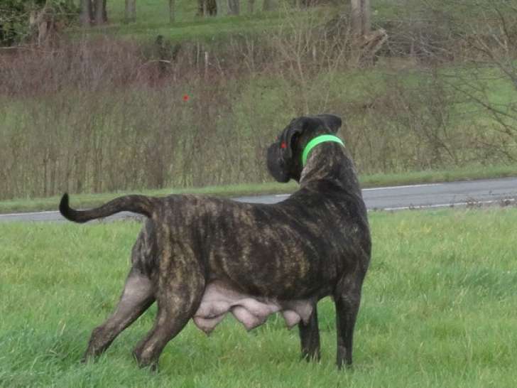 Chiots de race Cane Corso à vendre (2 femelles & 3 mâles)