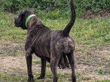 Chiots de race Cane Corso à vendre (4 femelles & 4 mâles)