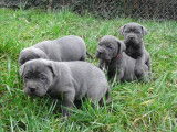 Chiots de race Cane Corso à vendre (4 femelles & 4 mâles)