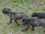 Chiots de race Cane Corso à vendre (4 femelles & 4 mâles)
