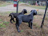 Chiots de race Cane Corso à vendre (4 femelles & 4 mâles)