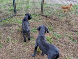 Chiots de race Cane Corso à vendre (4 femelles & 4 mâles)