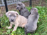 Chiots de race Cane Corso à vendre (4 femelles & 4 mâles)