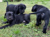 Chiots de race Cane Corso à vendre (4 femelles & 4 mâles)