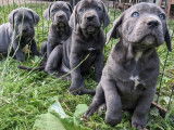 Chiots de race Cane Corso à vendre (4 femelles & 4 mâles)