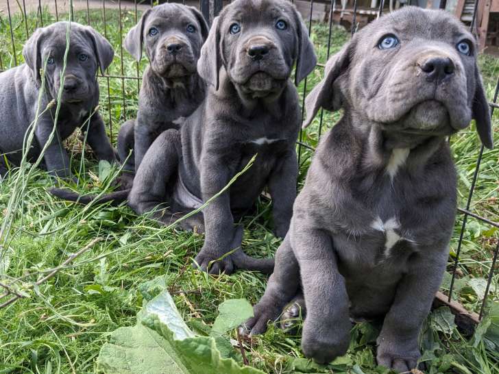 Chiots de race Cane Corso à vendre (4 femelles & 4 mâles)