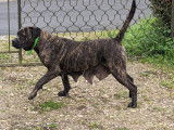 Chiots de race Cane Corso à vendre (4 femelles & 4 mâles)