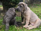 Chiots de race Cane Corso à vendre (4 femelles & 4 mâles)
