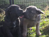 Chiots de race Cane Corso à vendre (4 femelles & 4 mâles)