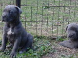 Chiots LOF  de race Cane Corso à vendre