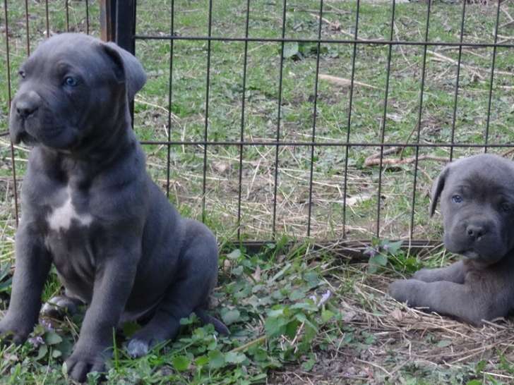 Chiots LOF de race Cane Corso à vendre