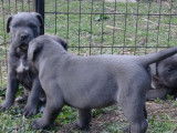 Chiots LOF de race Cane Corso à vendre