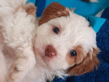 Chiots Cockapoo à vendre