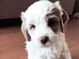 Chiots Cockapoo à vendre