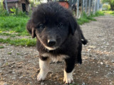 Salem, chiot à adopter