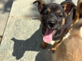 Merlin, chiot à adopter