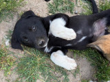 Sharion, jeune chienne à adopter