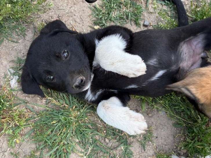 Sharion, jeune chienne à adopter