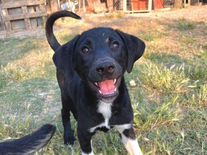 Sharion, jeune chienne à adopter