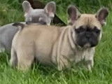 Chiots Bouledogue Français disponibles de suite
