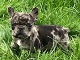 Chiots Bouledogue Français disponibles de suite