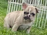 Chiots Bouledogue Français disponibles de suite