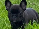 Chiots Bouledogue Français disponibles de suite