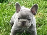 Chiots Bouledogue Français disponibles de suite