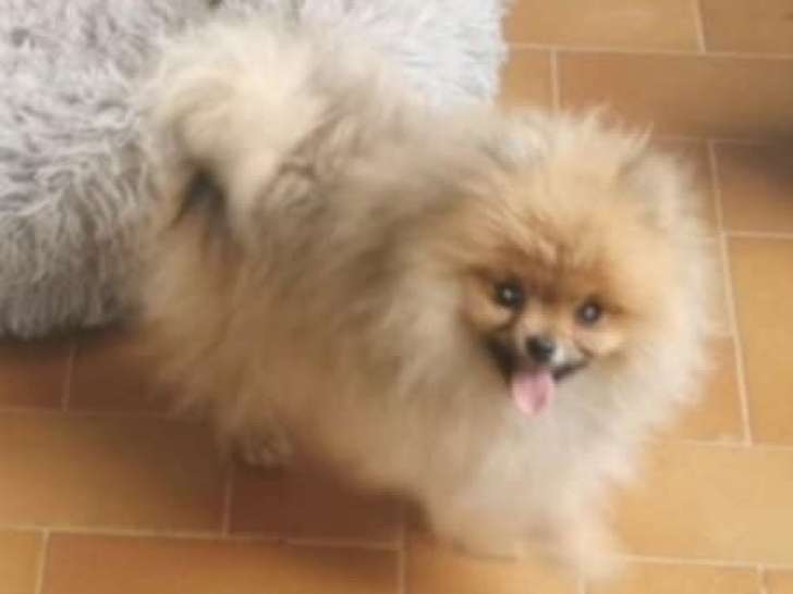2 mâles Loulou de Poméranie à vendre