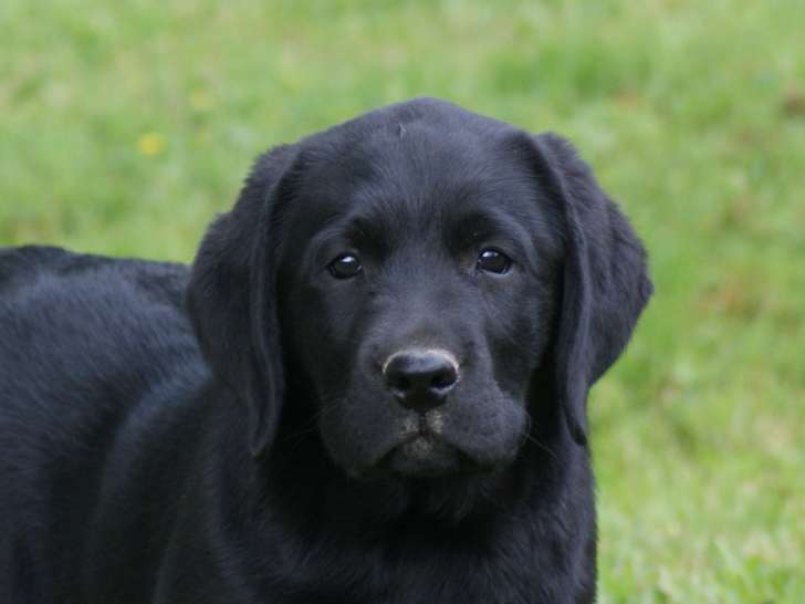 Chiot mâle Labrador noir LOF à vendre