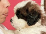 Chiots Saint-Bernard à poil long LOF disponibles
