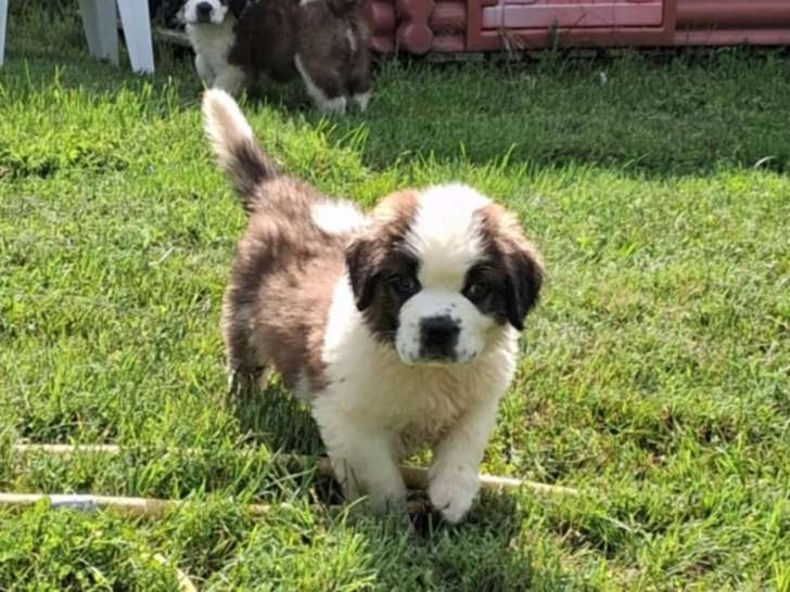 Chiots Saint-Bernard à poil long LOF disponibles