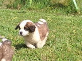 Chiots Saint-Bernard à poil long LOF disponibles