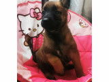 Chiots Malinois LOF à vendre