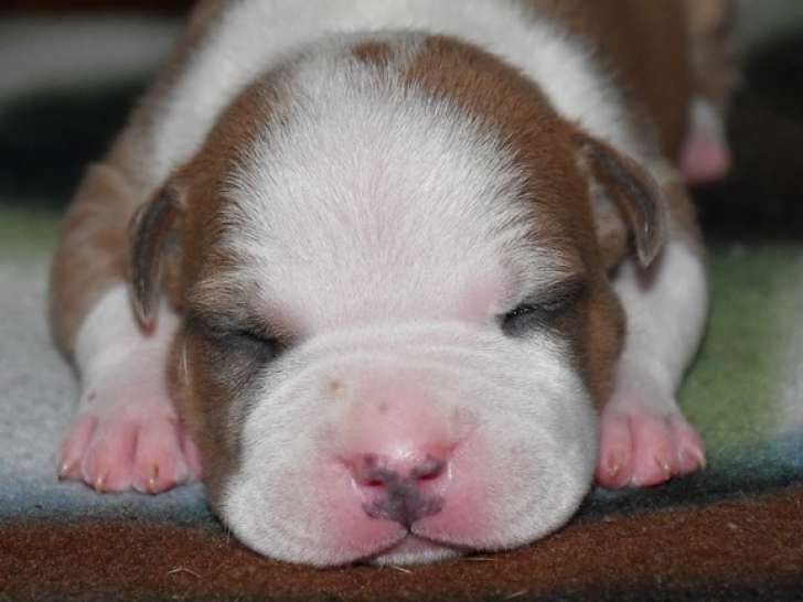 Chiots American Staff LOF à vendre