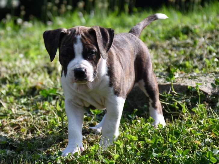 Chiots American Staff LOF à vendre