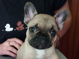 Chiots de race Bouledogue Français à vendre (2 femelles & 4 mâles)