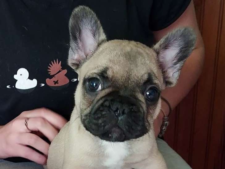 Chiots de race Bouledogue Français à vendre (2 femelles & 4 mâles)