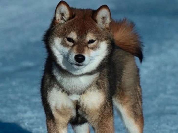 Chiots Shiba Inu LOF à vendre