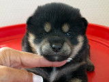 Chiots Shiba Inu LOF à vendre