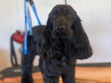 Mâle Cocker Anglais disponible pour saillie