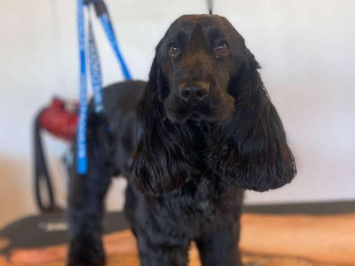 Mâle Cocker Anglais disponible pour saillie