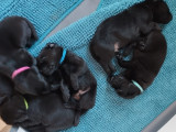 Chiots mâle Labrador Retriever noirs à vendre