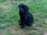 Chiots mâle Labrador Retriever noirs avec pedigree